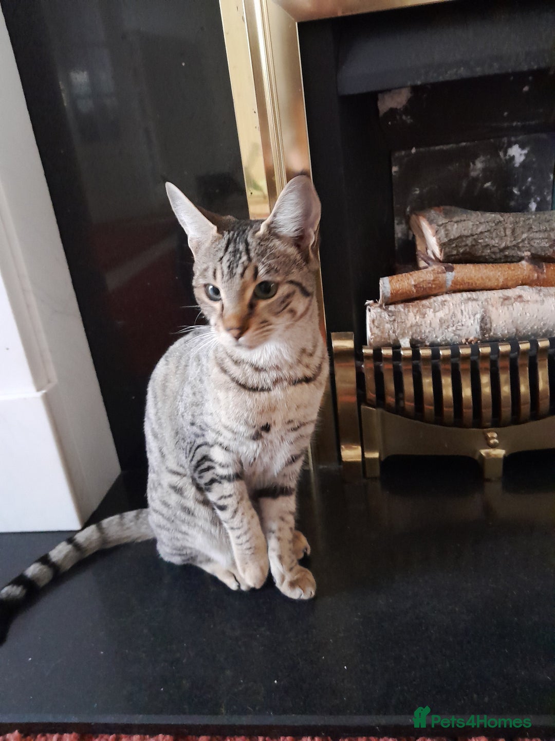 Savannah cats for sale: F5 Full Pedigree Tica Registered Girl Kitten - Advert 5