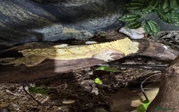 Gecko reptiles for sale: Breeding pair of crested geckos - Image 4