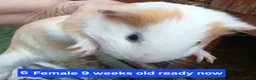 Guinea Pig rodents for sale: Guinea pigs  - Advert 6
