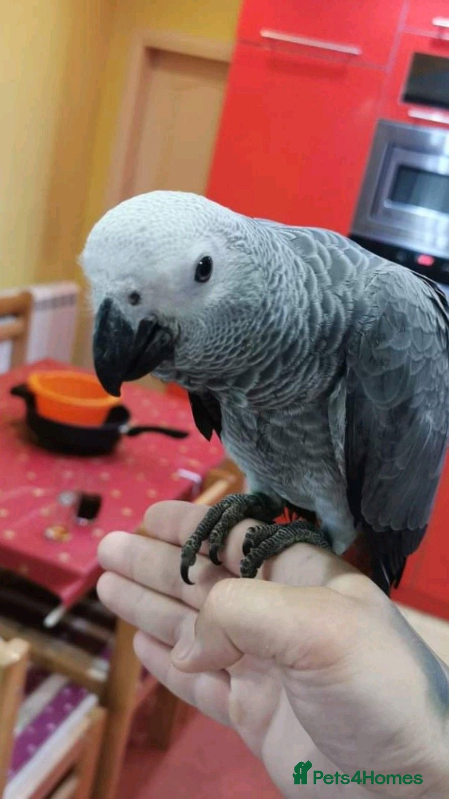 Parrots birds African grey parrot ready for thire new home. - Advert 1