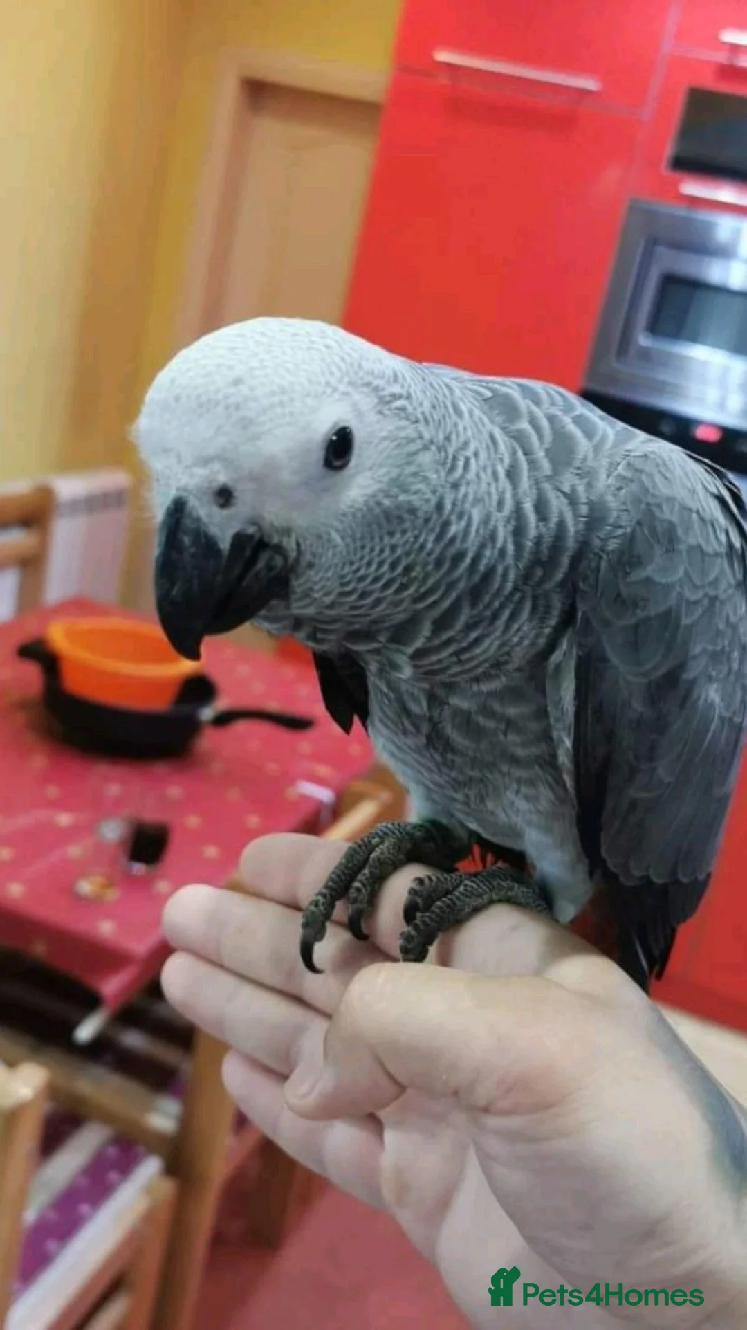 Parrots birds for sale: African grey parrot ready for thire new home. in Liverpool - Advert 1