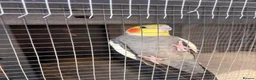 Cockatiels birds for sale: Male cockatiel - Advert 2