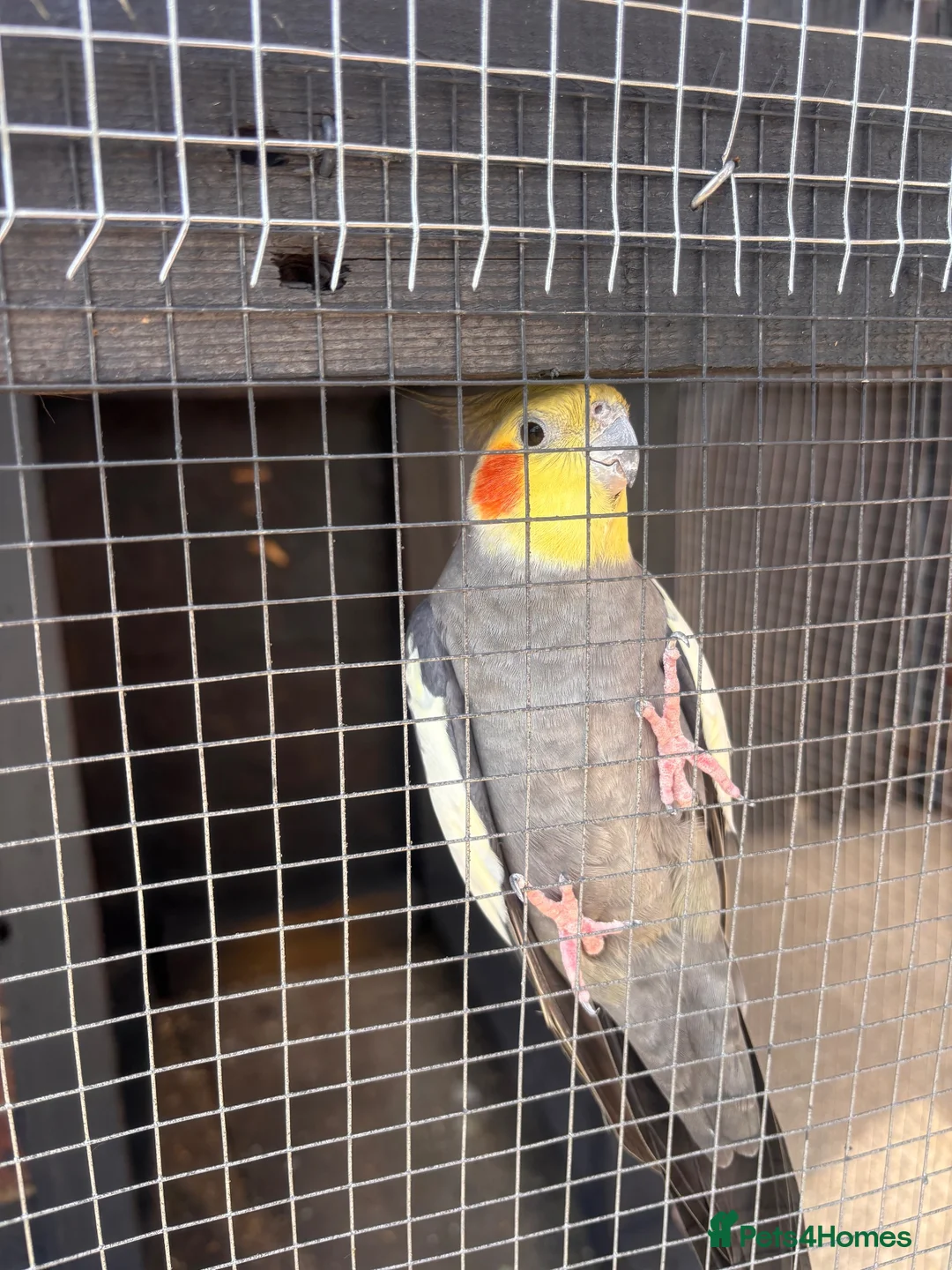 Cockatiels birds for sale: Male cockatiel - Advert 2