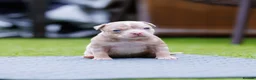 American Bully dogs for sale: Top Tier American Pocket Bullies for SALE!! - Advert 5