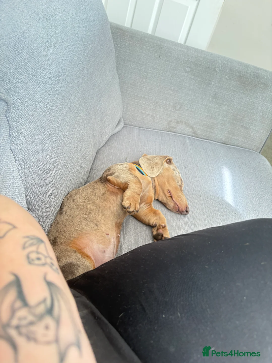 Dachshund dogs for sale: Bruno dachshund looking for his furever home  in Stafford - Advert 2