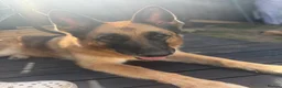 German Shepherd dogs for sale: German shephered REHOME in South Shields - Advert 4