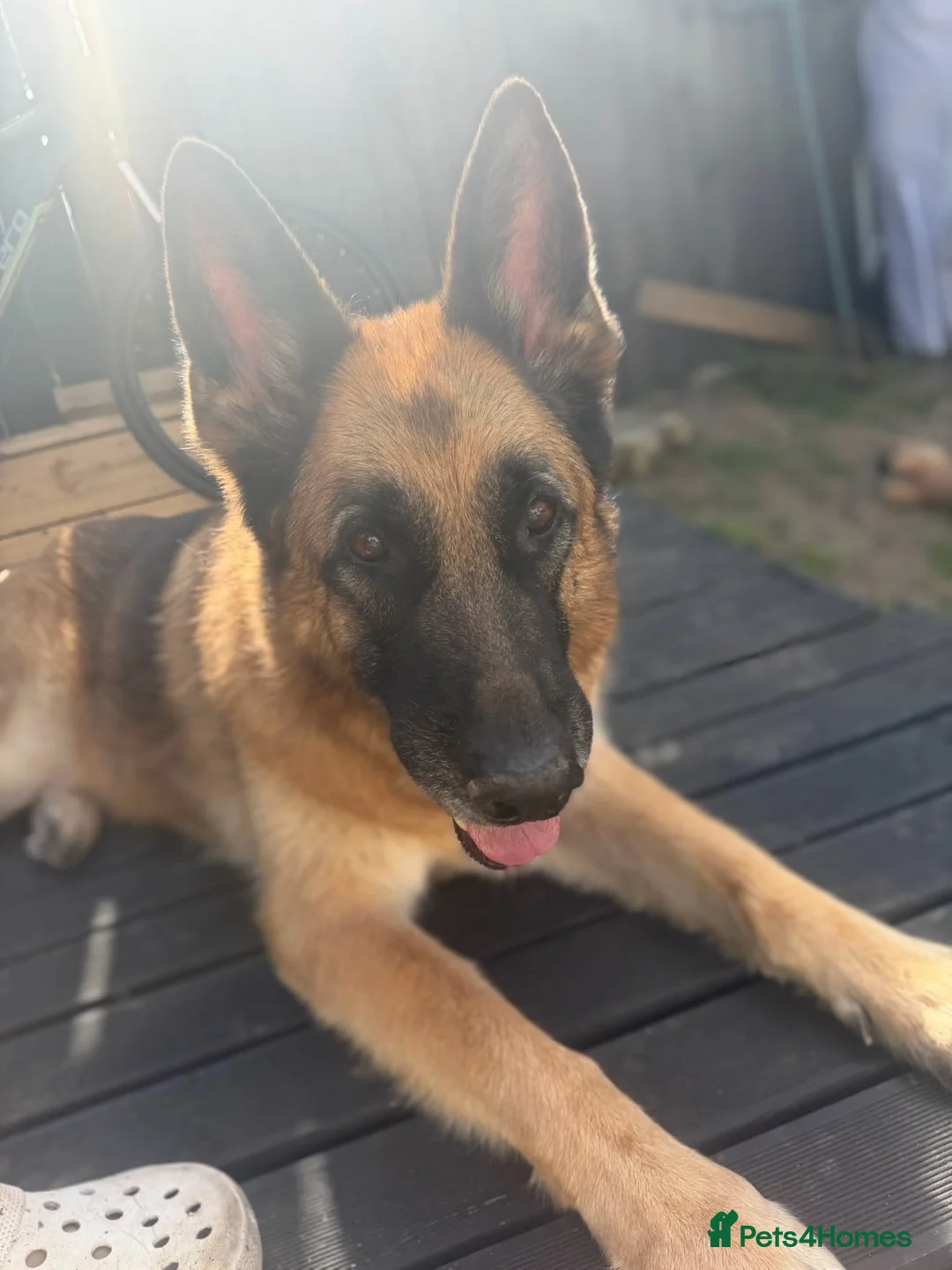 German Shepherd dogs for sale: German shephered REHOME in South Shields - Advert 4