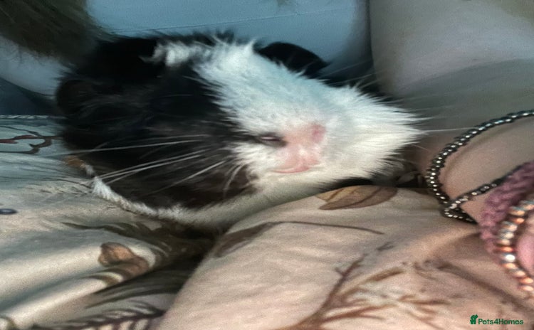 Guinea Pig rodents - Advert 2