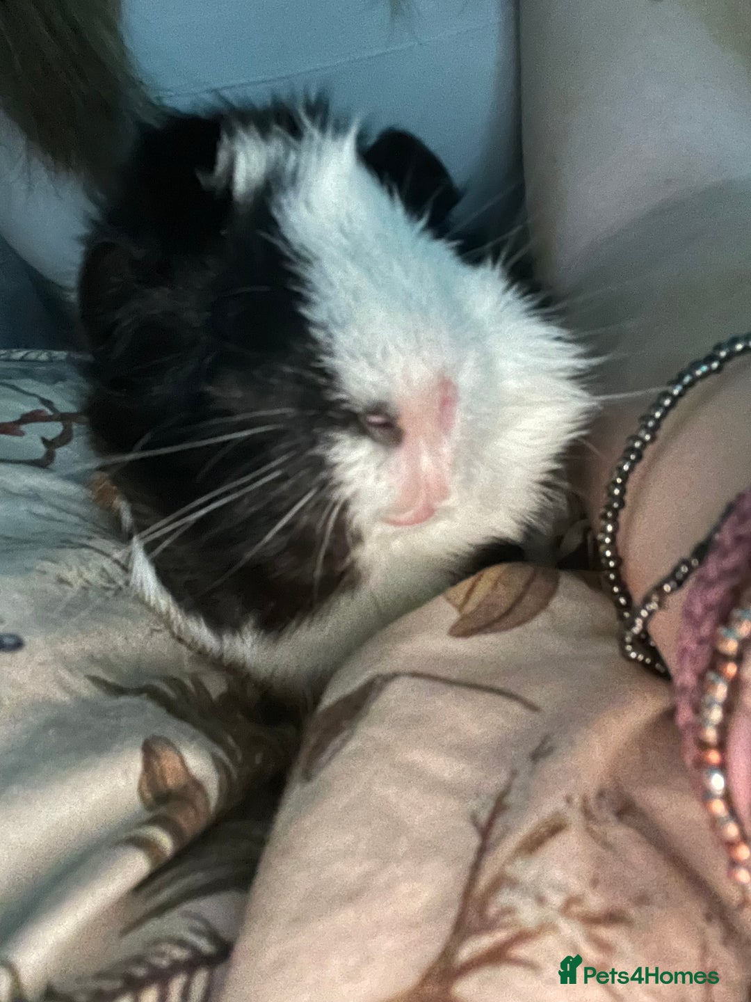Guinea Pig rodents for sale: ROLO!!  - Image 1