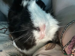 Guinea Pig rodents for sale - Advert 1