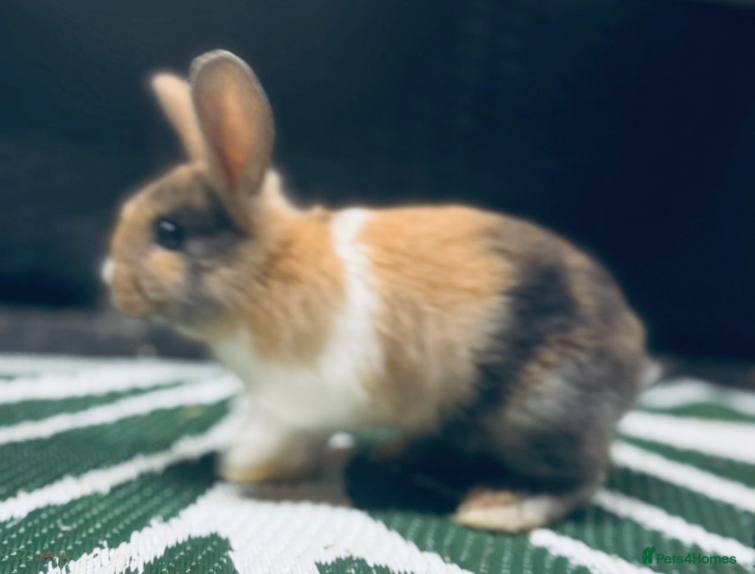 Mini Lop rabbits for sale: Mini Lops & H/LopxLion nearly7w Read description) - Image 20