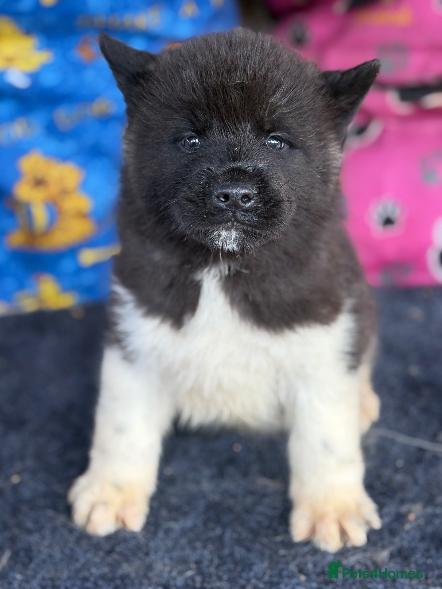 Akita dogs Beautiful American Akita Puppies - Advert 1