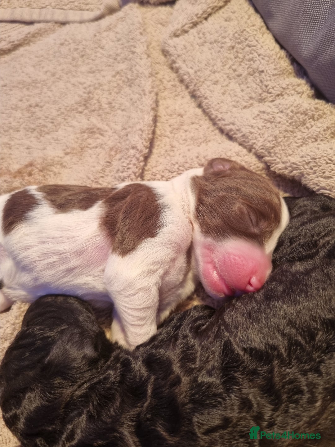 Mixed Breed dogs for sale: Merle Goldendoodle x Irish doodle - Advert 12