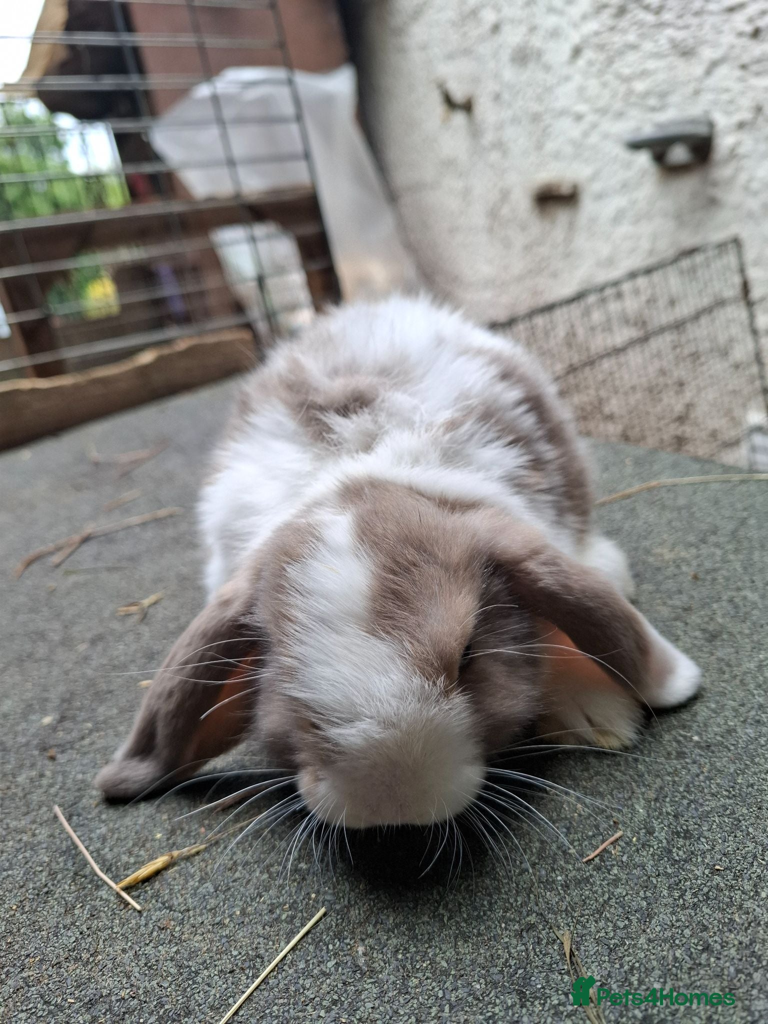 Mini Lop rabbits Mini Lops - Advert 1