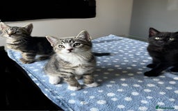 Mixed Breed cats for sale: 4 x Beautiful Adorable Kittens *Ready Now* - Image 2