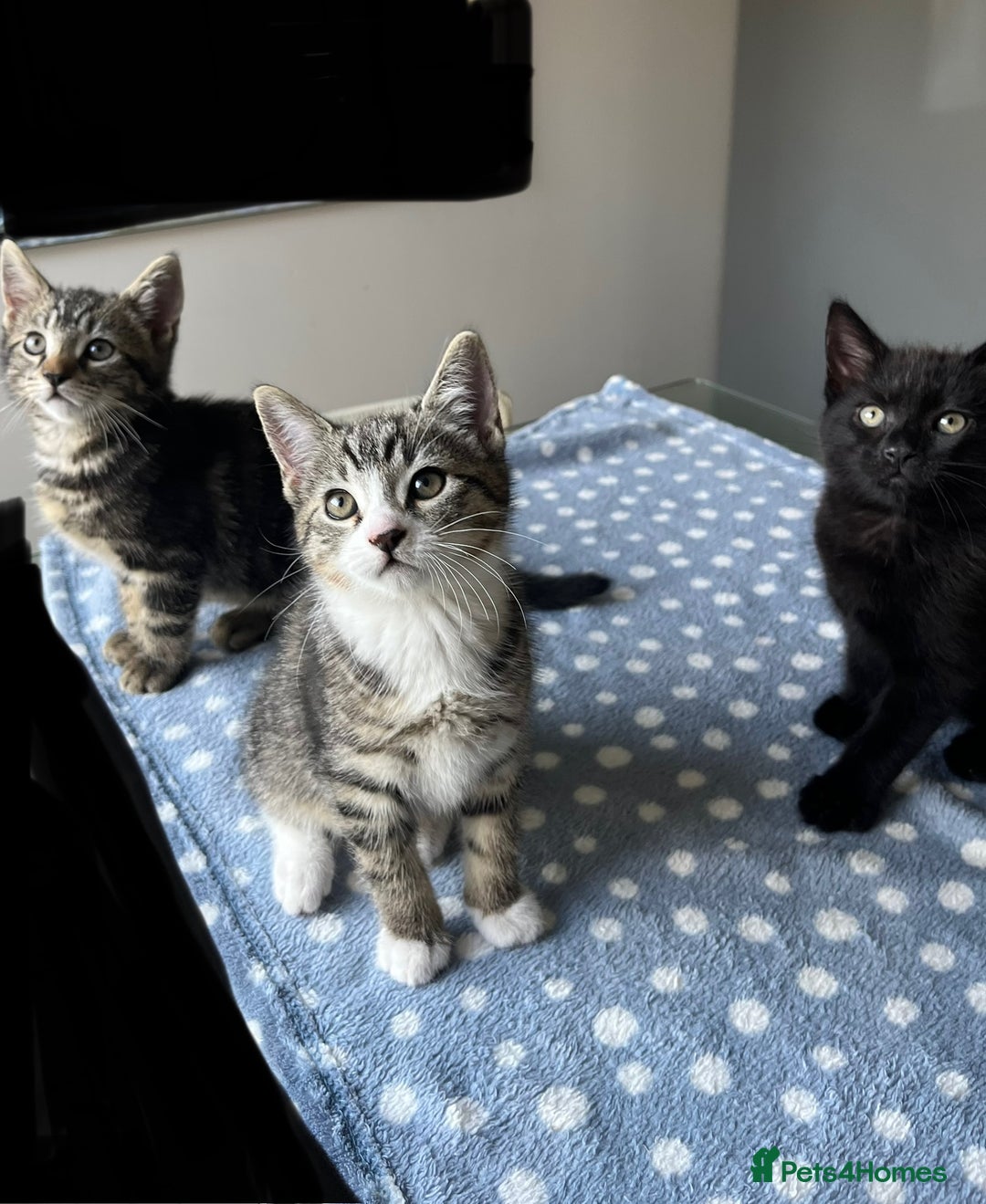 Mixed Breed cats for sale: 4 x Beautiful Adorable Kittens *Ready Now* - Image 2