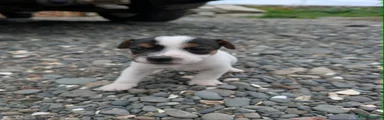 Flash