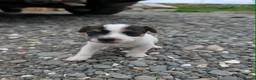 Jack Russell dogs for sale: Jack russell puppies in Newton Stewart - Advert 27