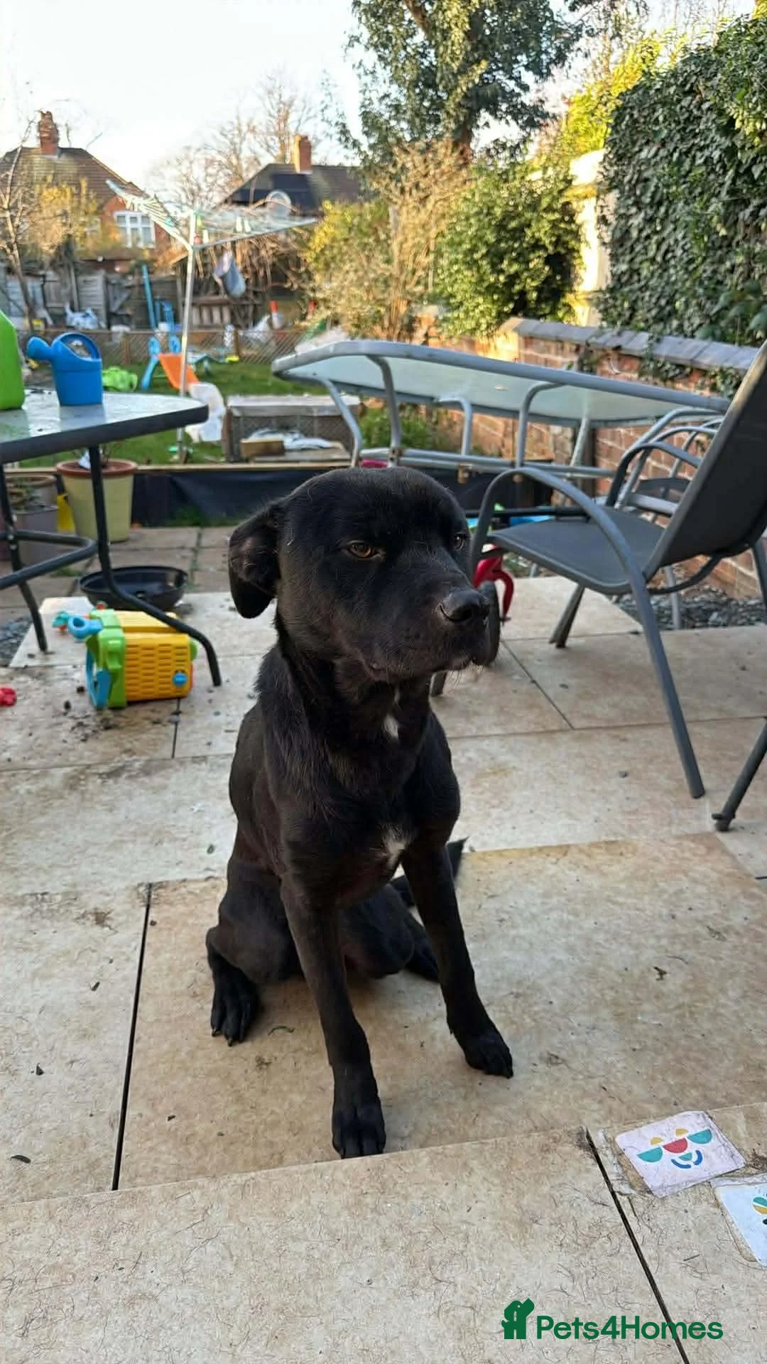 Mixed Breed dogs for sale: Dog in desperate need of  a home - Advert 1