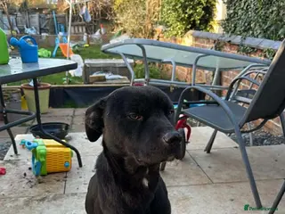 Mixed Breed dogs Dog in desperate need of a home - Advert 1