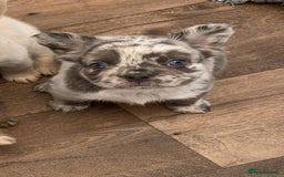 French Bulldog dogs for sale: French bulldog payment plans available  - Image 10