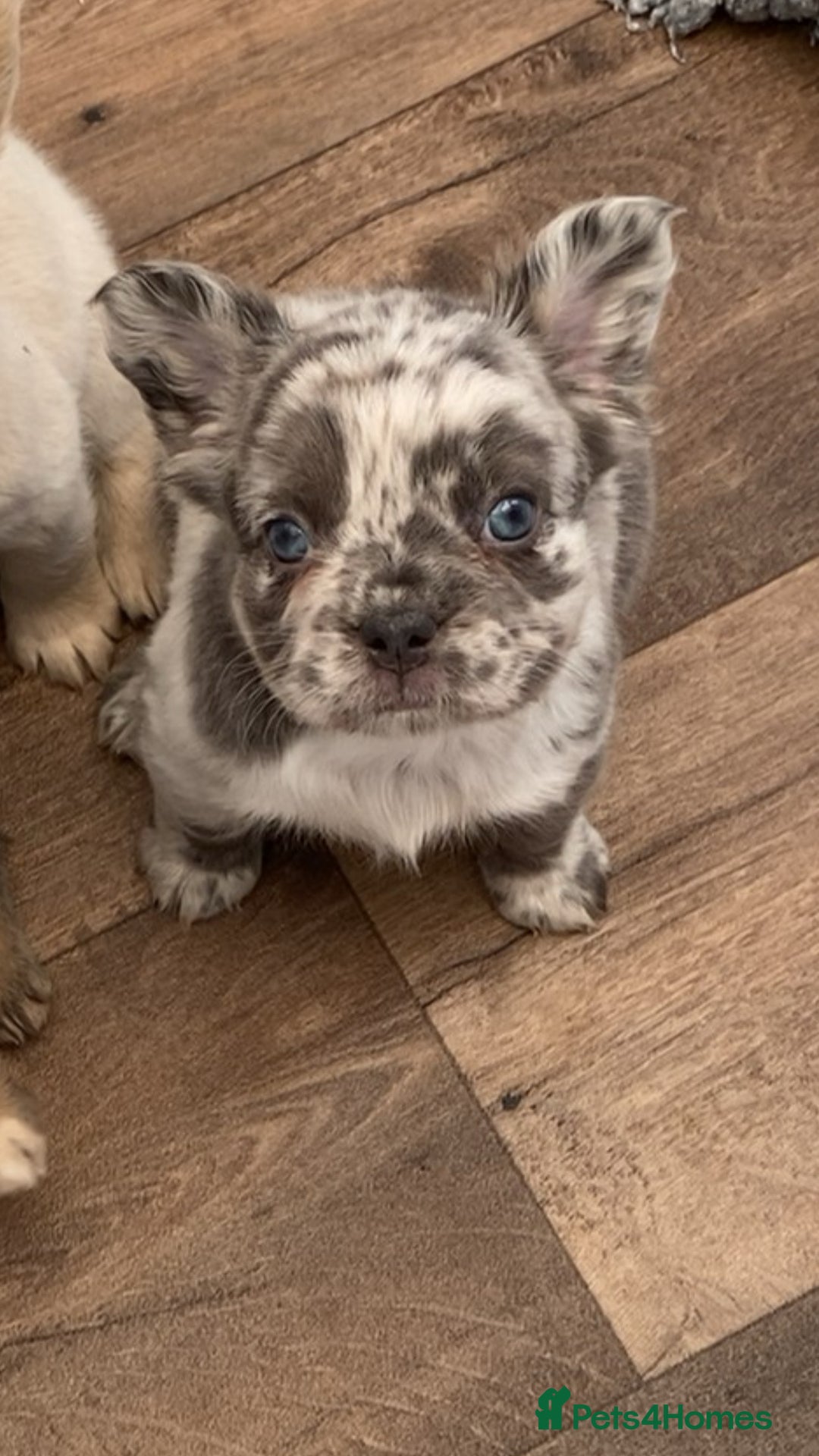 French Bulldog dogs for sale: French bulldog payment plans available  - Image 10