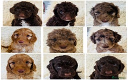 Cockapoo dogs for sale: stunning merle cockapoo puppies, ready 21st august - Image 1