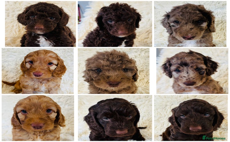 Cockapoo dogs - Advert 19