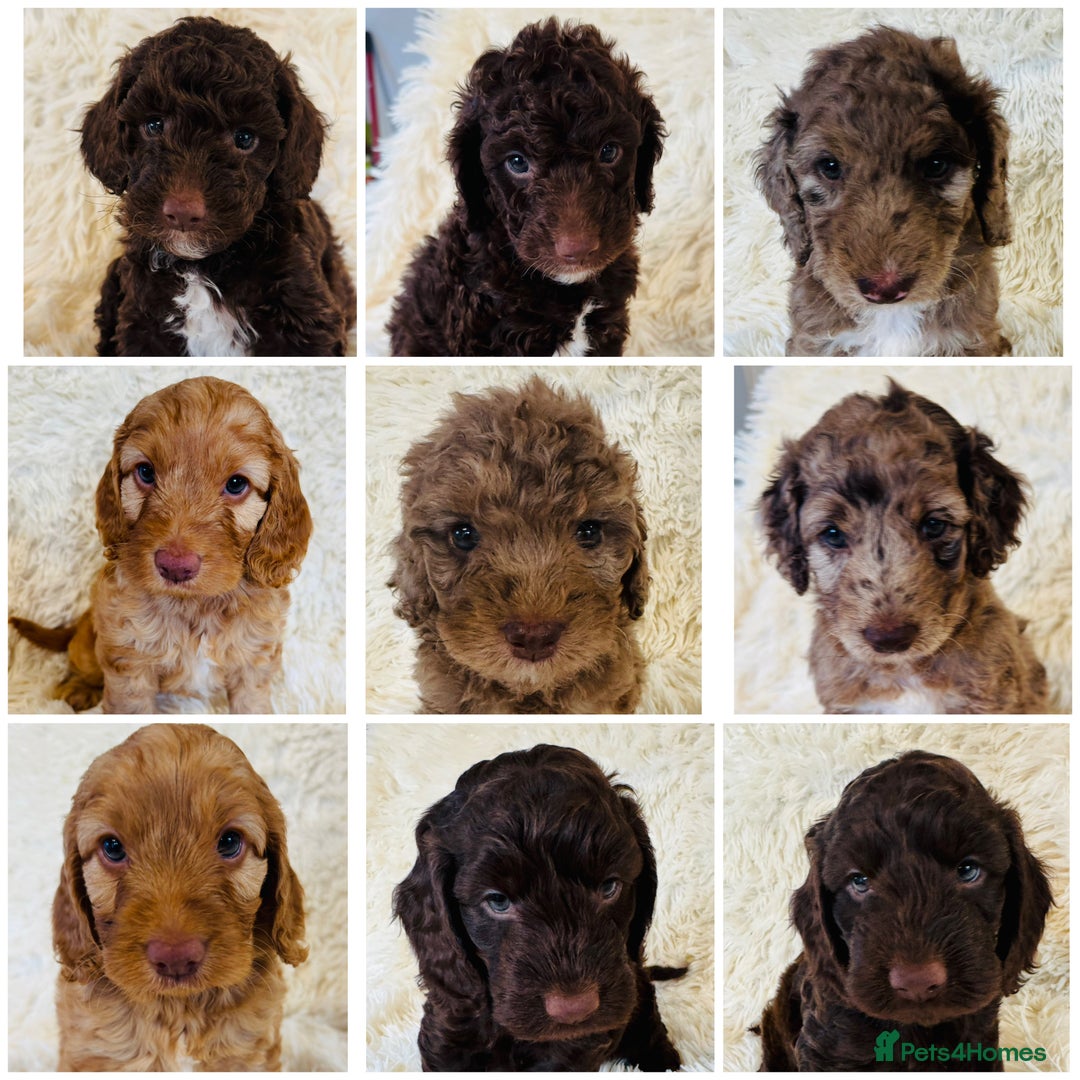Cockapoo dogs for sale: stunning merle cockapoo puppies, ready 21st august - Image 1