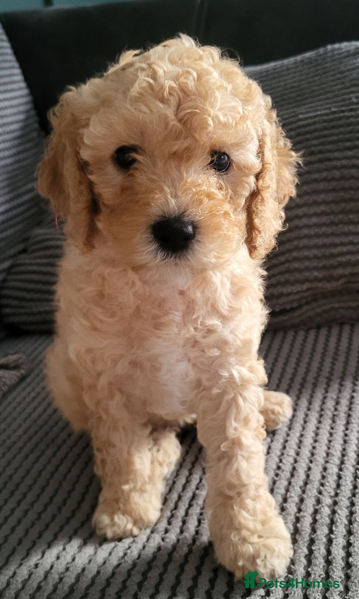 Cockapoo dogs Cockapoo puppies - Advert 2