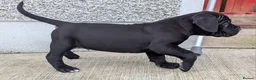 Cane Corso dogs for sale: Cane Corso Irish Kennel club registered  in Enniskillen - Advert 22