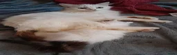 Mixed Breed cats for sale: Mix breed kittens in Boston - Advert 2