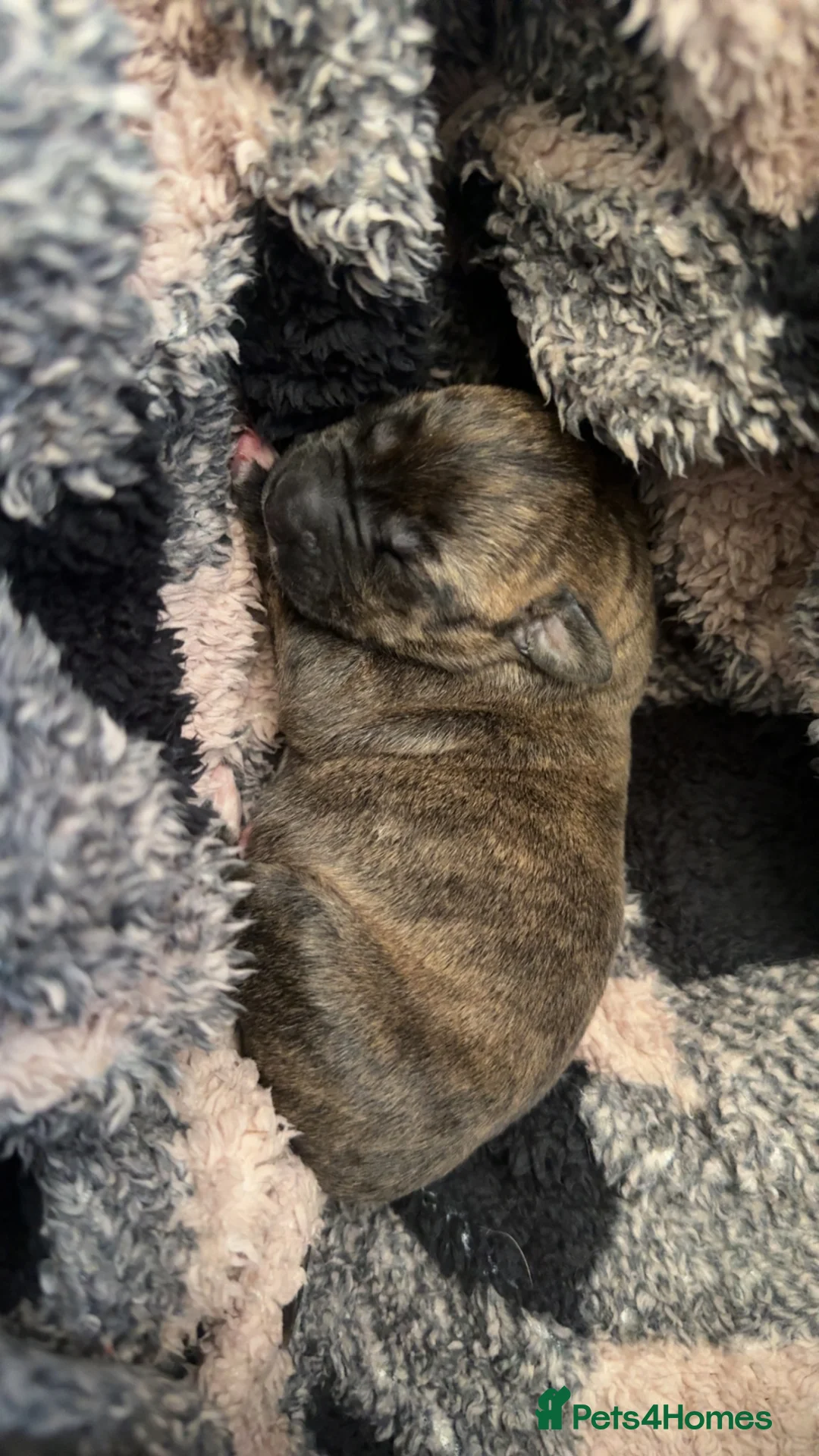Mixed Breed dogs for sale: america akita cross cane corso puppy’s  - Advert 7