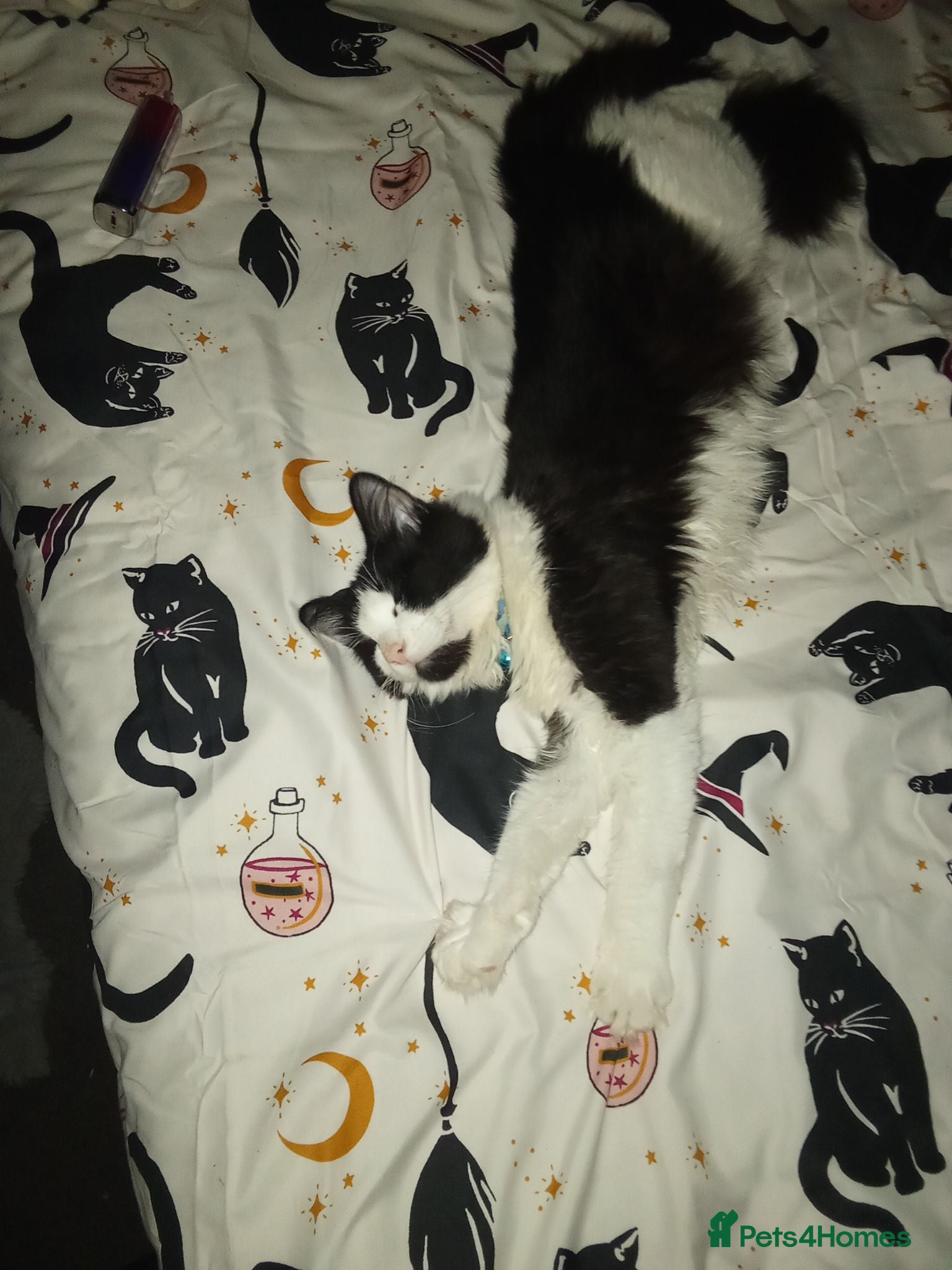 Maine Coon cats Kittens for adoption! - Advert 1