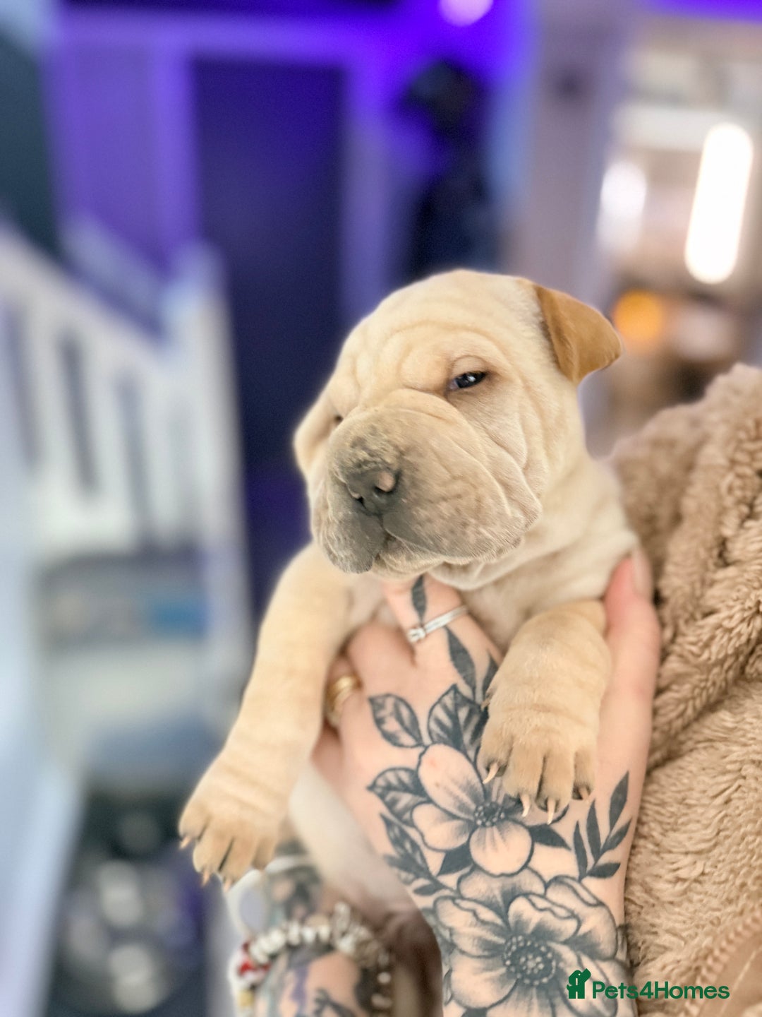 Mixed Breed dogs for sale: Shar Pei cross puppies  - Advert 10