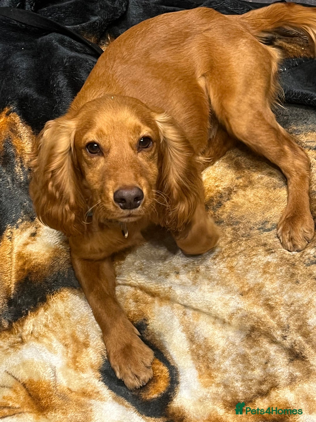 Cocker Spaniel dogs for sale: 1yr old Cocker Spaniel Male  - Advert 5