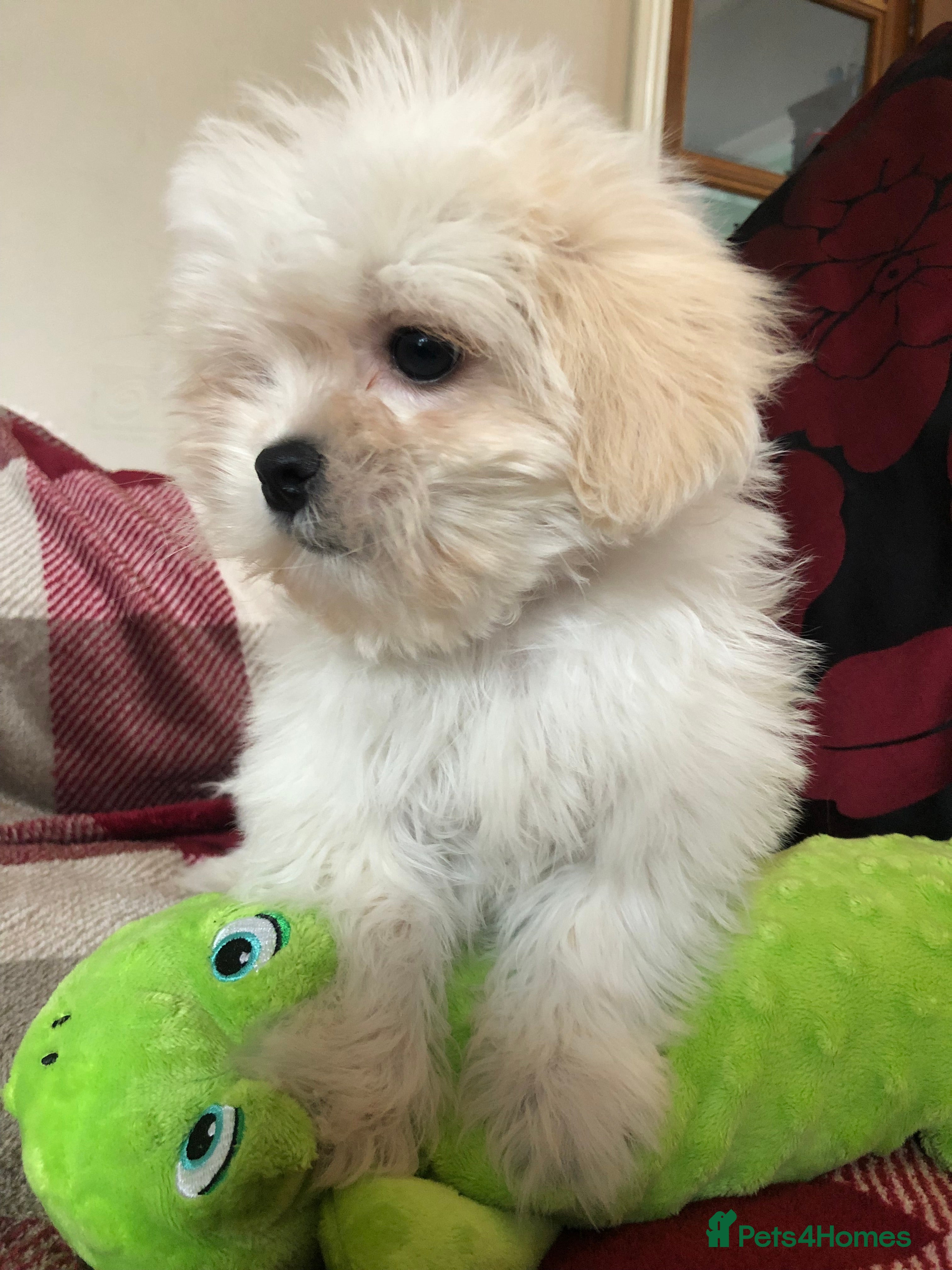 Malshi dogs shihtzu x maltese puppies for sale - Advert 1