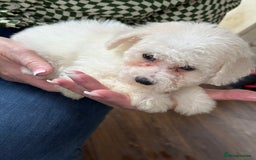 Bichon Frise dogs for sale: Bichon frise - Advert 6