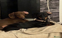Miniature Dachshund dogs for sale: 5 miniature black & tan smooth haired dachshunds  - Image 16