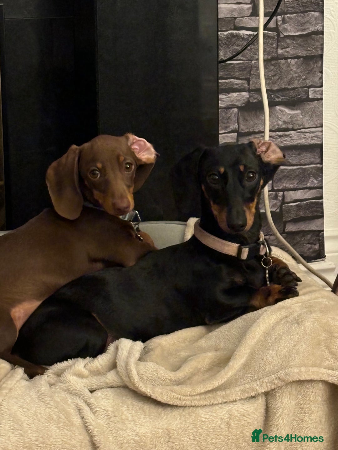 Miniature Dachshund dogs for sale: 5 miniature black & tan smooth haired dachshunds  - Image 16