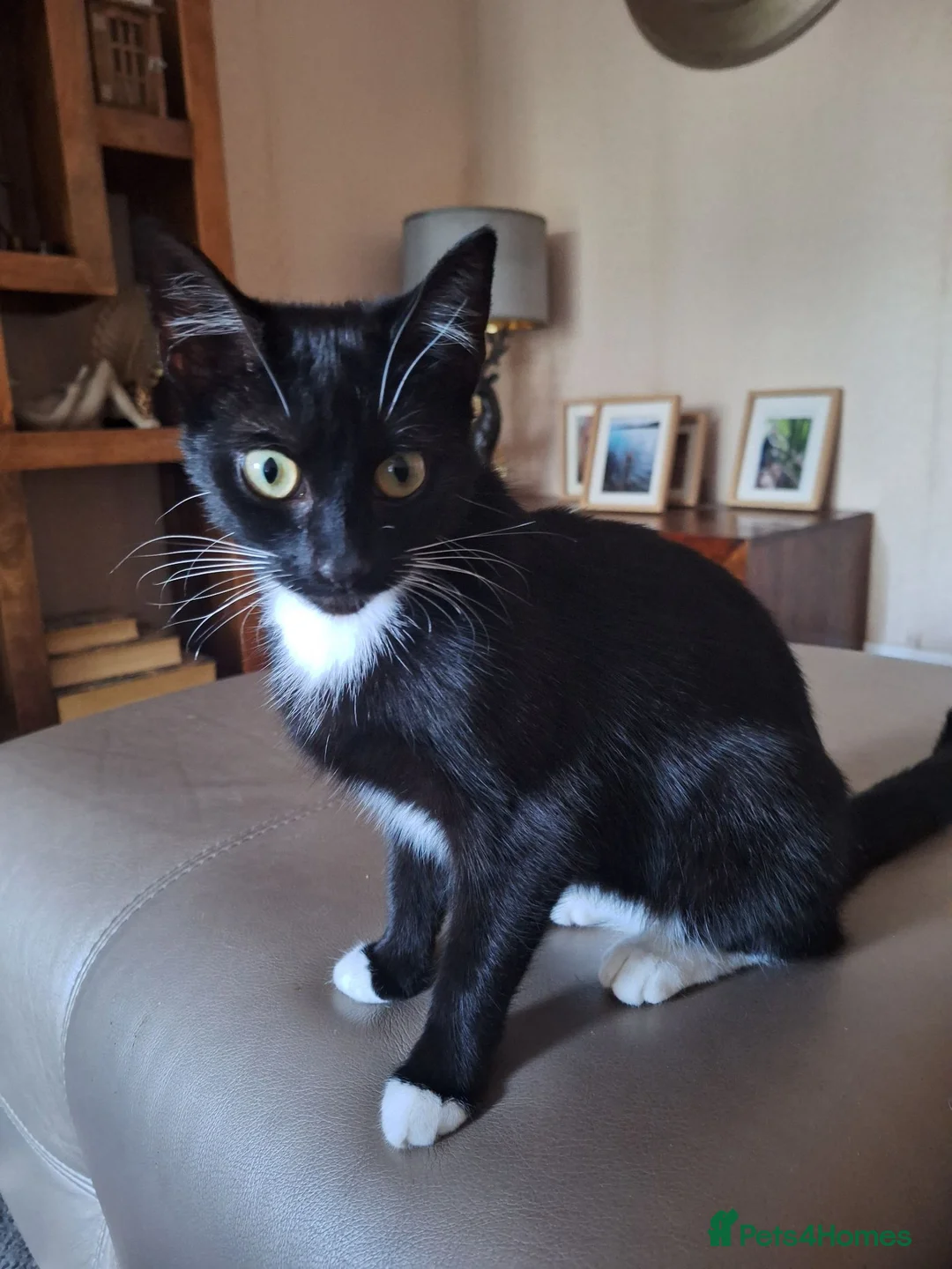 Mixed Breed cats for sale: Mixed litter of kittens in Wigan - Advert 1