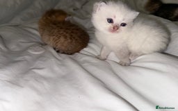 British Shorthair cats for sale: Sired by Champion FIFE dad - Golden BSH kittens - Image 5