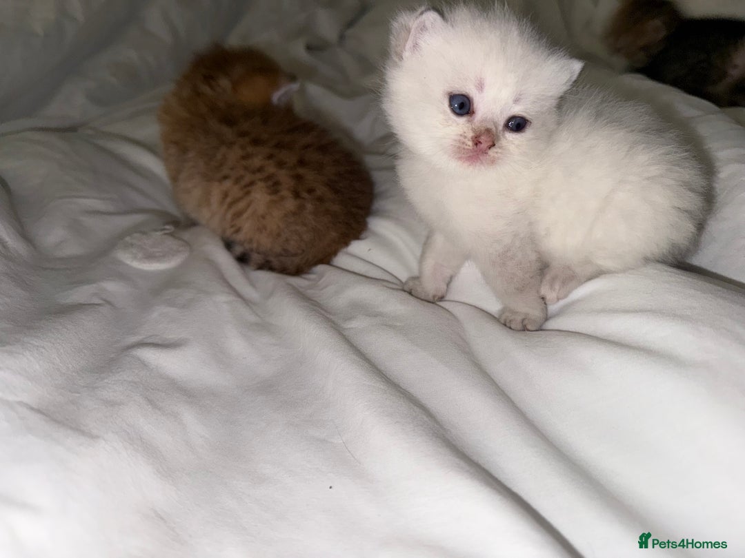 British Shorthair cats for sale: Sired by Champion FIFE dad - Golden BSH kittens - Image 5