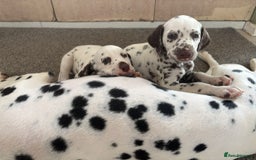 Dalmatian dogs for sale: 2 handsome chunky liver spotted boys  - Image 1