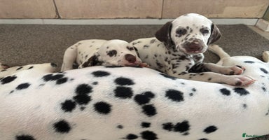 Dalmatian dogs - Advert 5