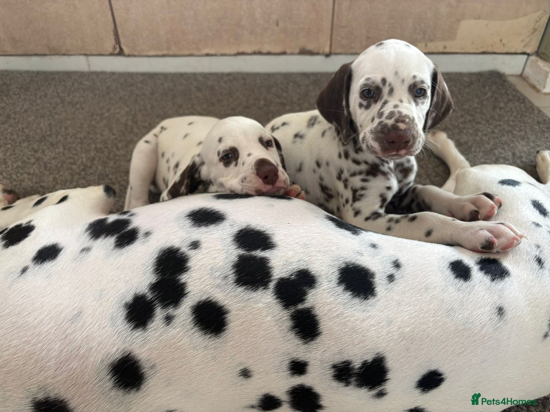 Dalmatian dogs for sale: 2 handsome chunky liver spotted boys  - Image 1