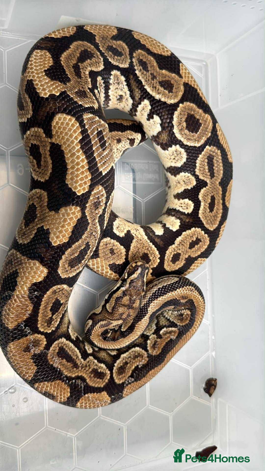Snake reptiles for sale: Royal python adults  - Image 1