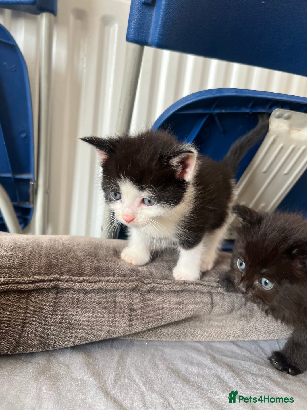 Mixed Breed cats for sale: Adorable 5-Week-Old Kittens Ready for Loving Home  - Image 26