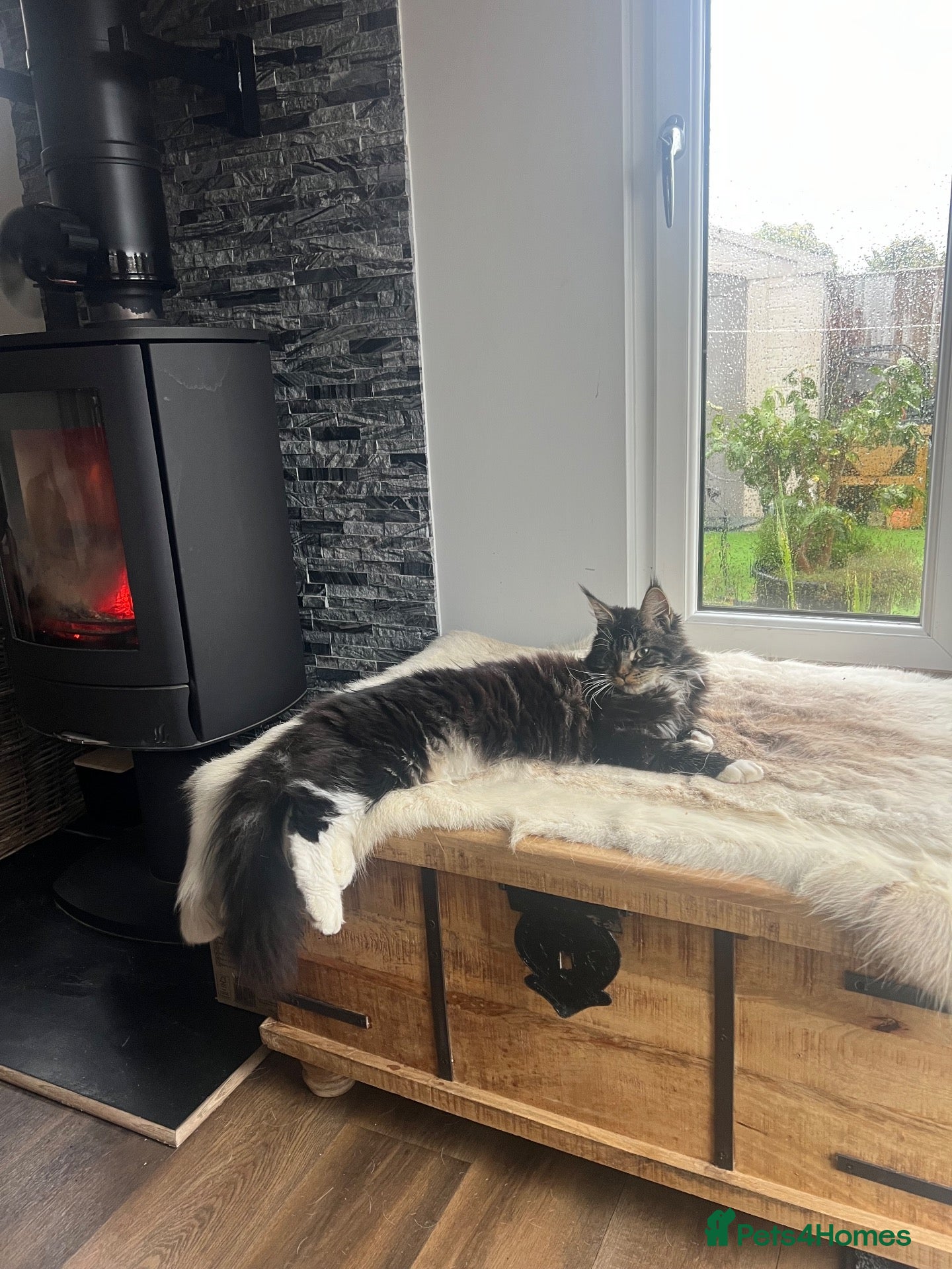 Maine Coon cats for sale: 💕 GORGEOUS GIRL LOOKING FOR FOREVER HOME 💕 - Advert 2