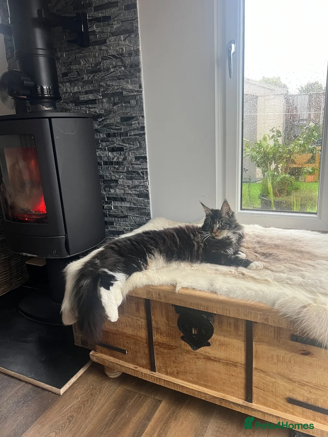 Maine Coon cats for sale: 💕 GORGEOUS GIRL LOOKING FOR FOREVER HOME 💕 - Advert 2